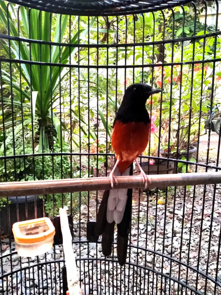 Burung murai batu Aceh.