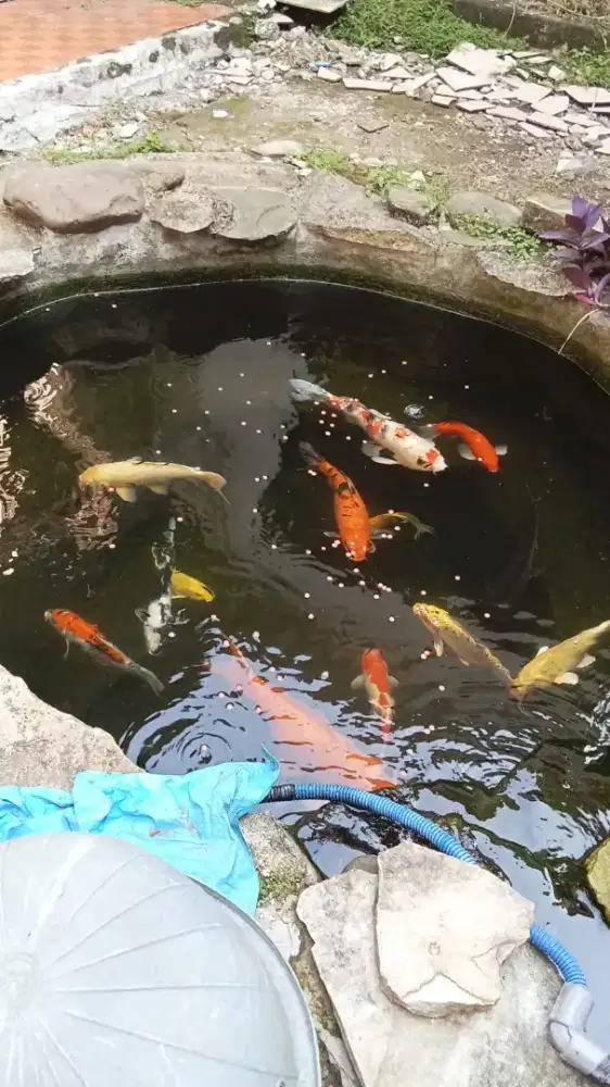 Dijual Ikan Koi murah bersertifikat