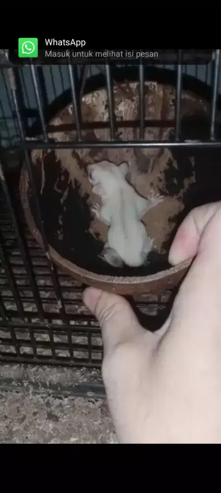 Sugar Glider Creamino