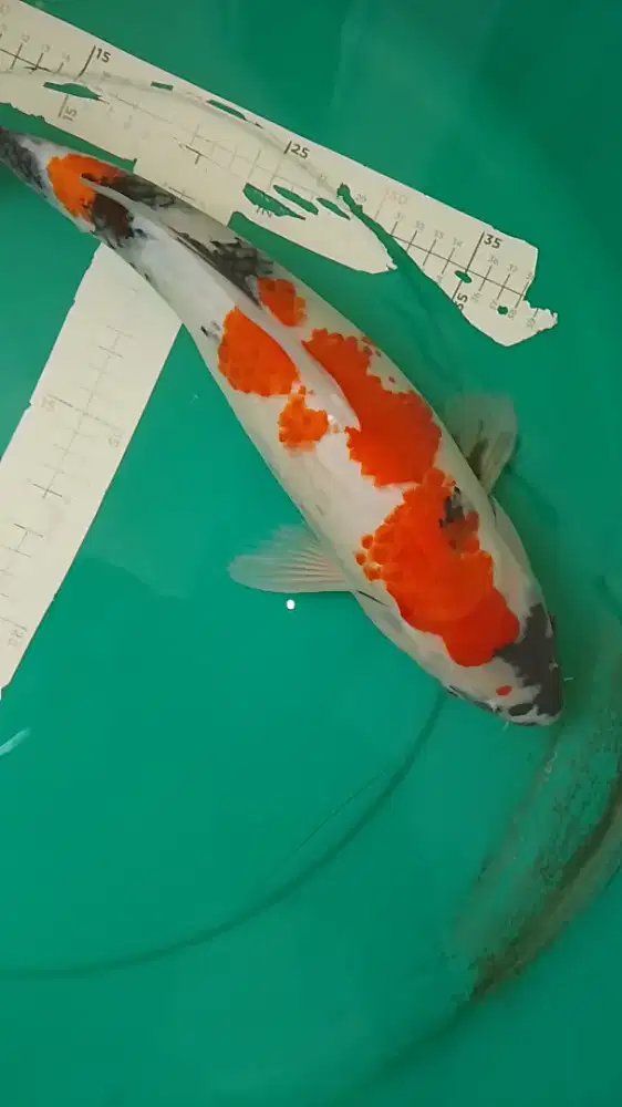 Ikan koi jenis Showa 42cm kualitas bagus