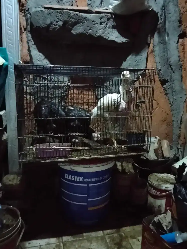 Jual ayam kampung