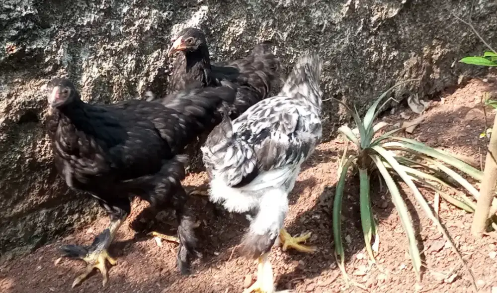 Ayam brahma 3 ekor