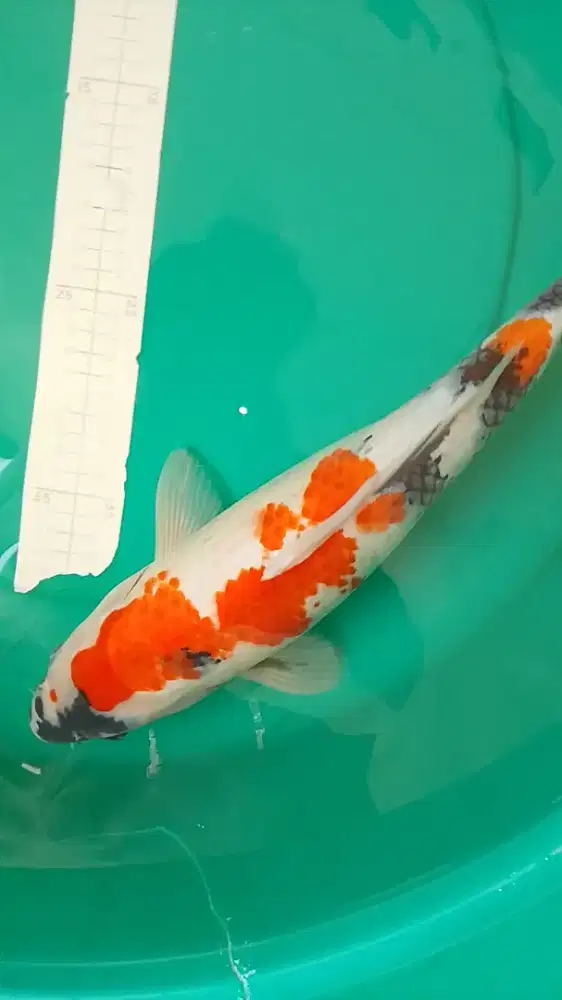 Ikan koi Showa 42cm asal Blitar bagus