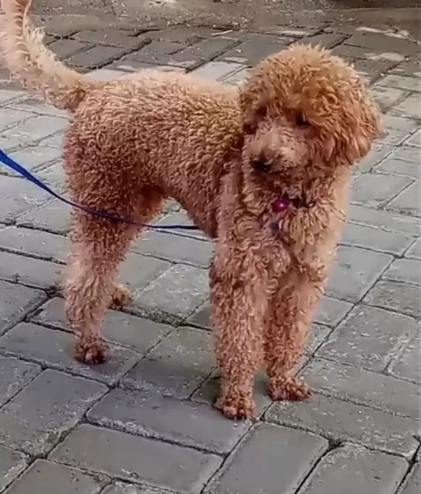 Puddel 6 bulan Jantan