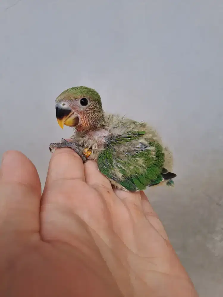 Lovebird Lolohan Nonklep (NK) Dark Green