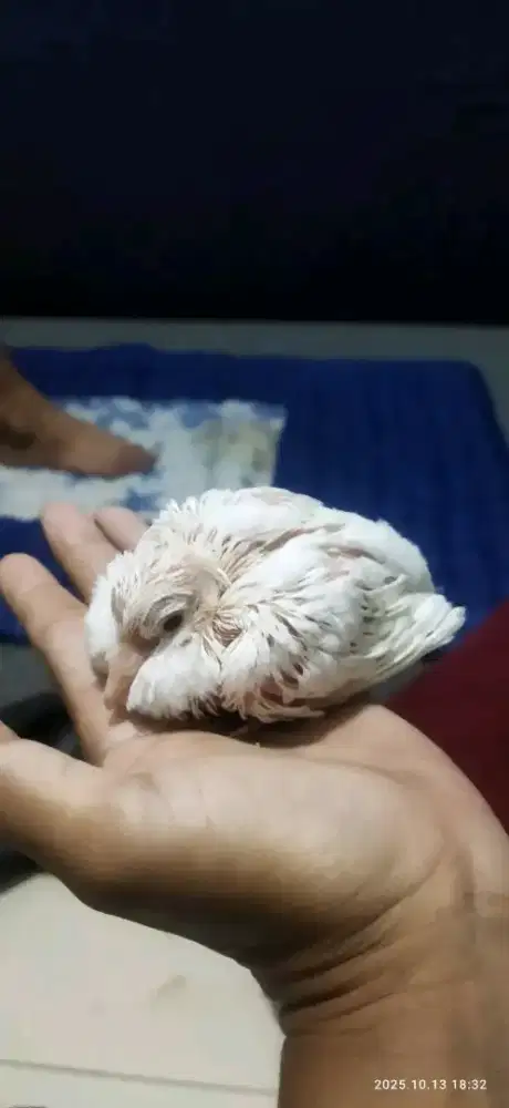 Anak-anak puter albino mata merah