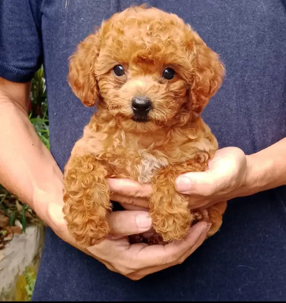 Red toy poodle betina