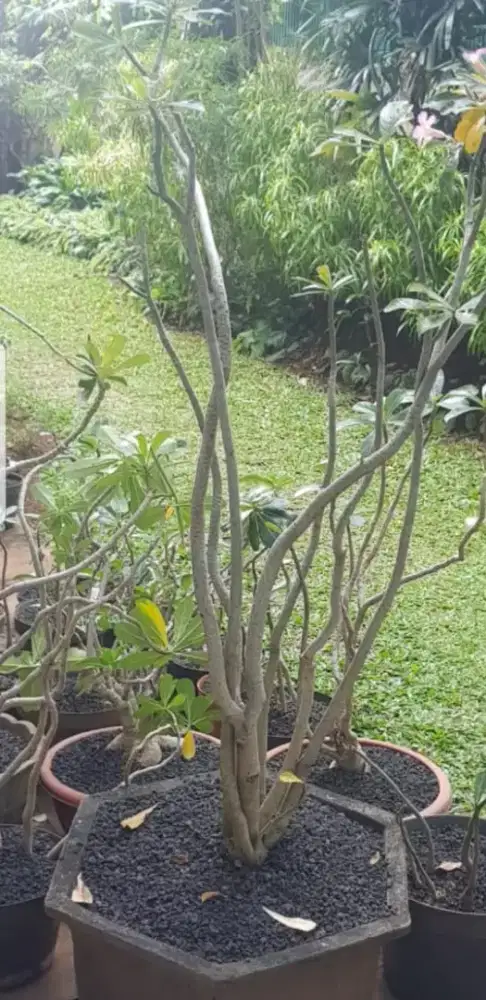 Driver pribadi rangkap kerja taman ada mess