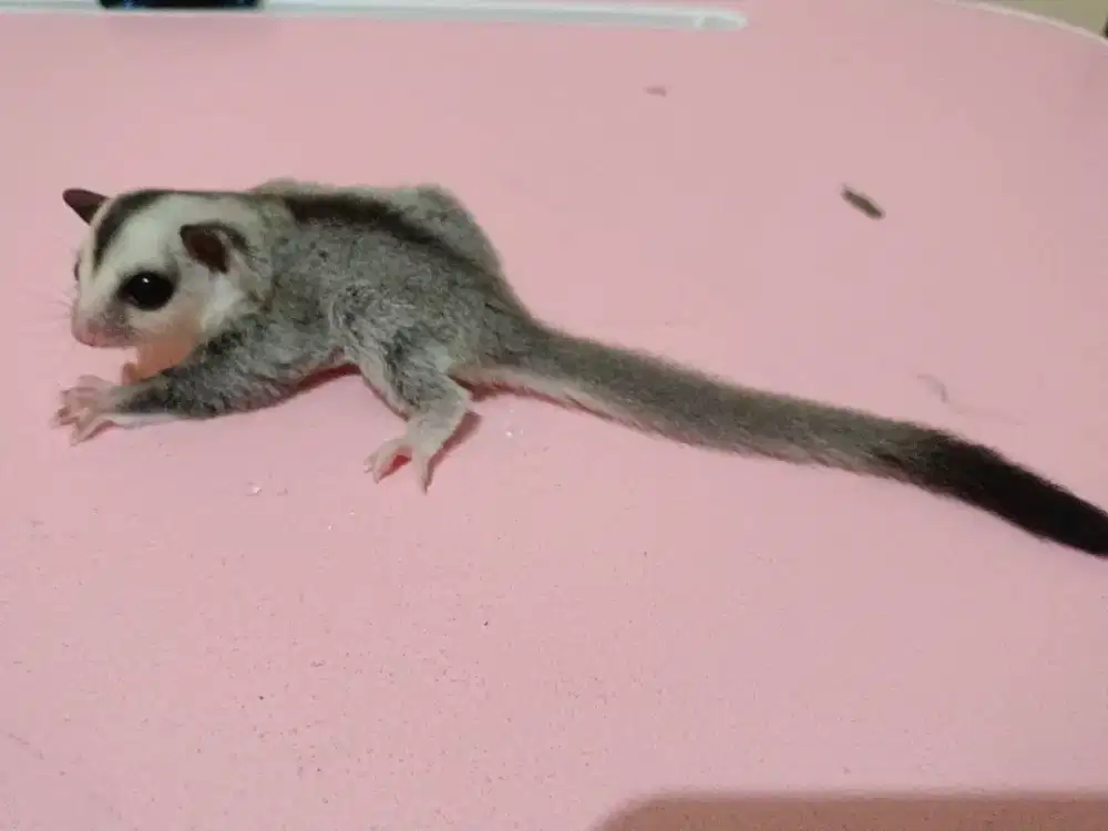 Sugar glider jenis WF