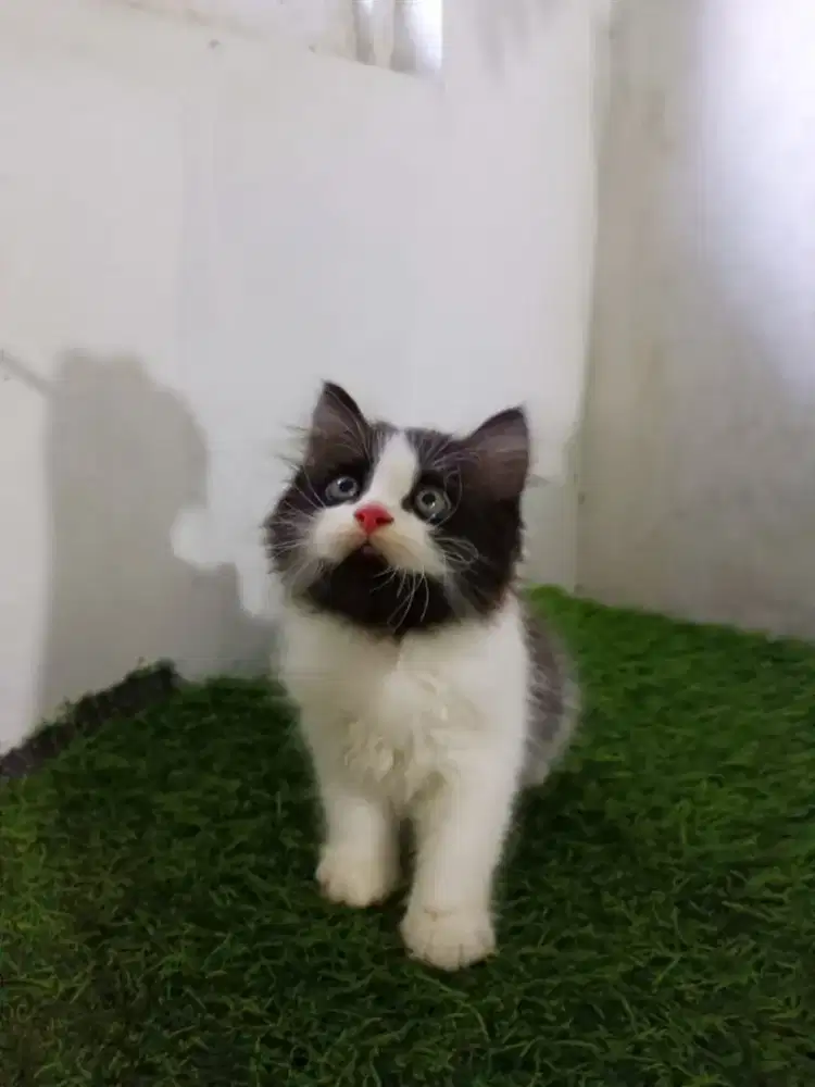 Kitten 2,5bulan