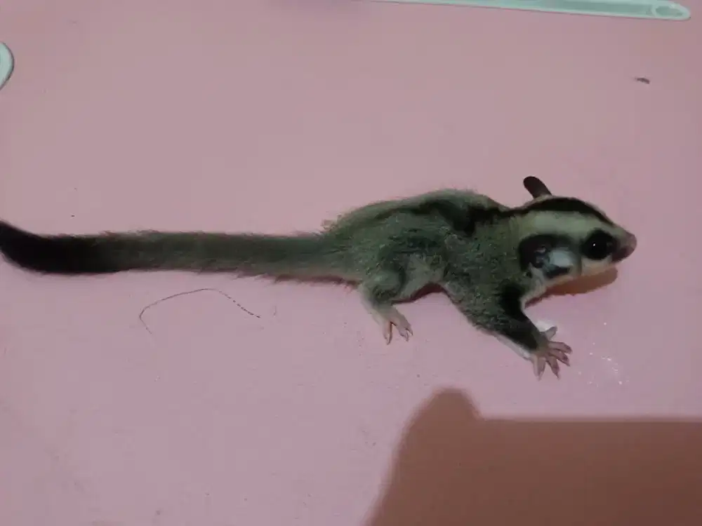 Sugar glider clasic gray