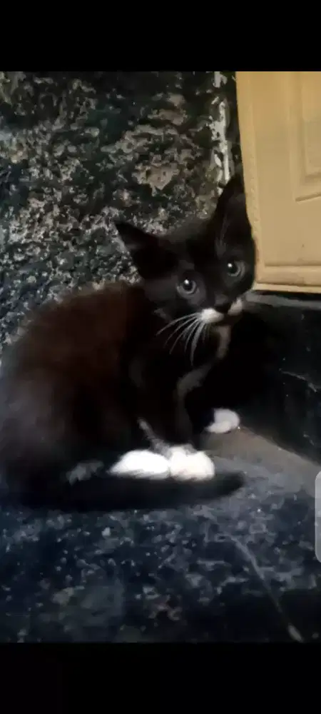 kitten Mixdome bulu lebat 2 bulan jantan