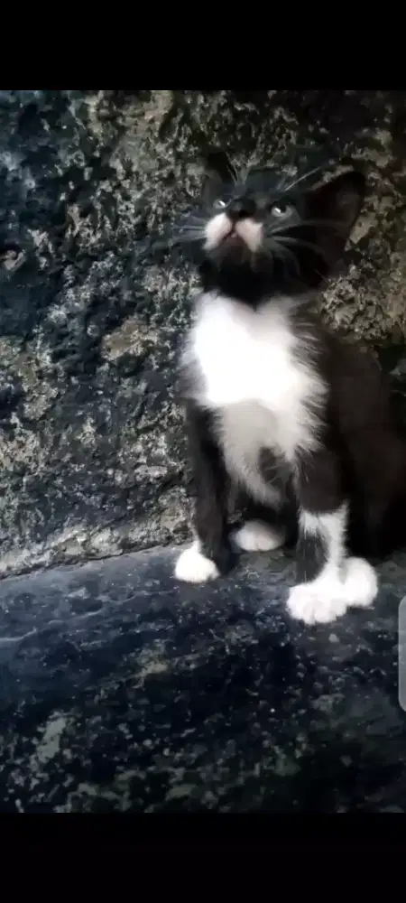 kitten Mixdome bulu lebat 2 bulan jantan