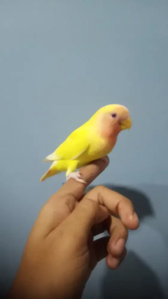 Lovebird nonklep lutino mm jinak