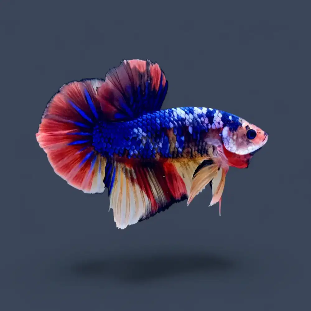 ikan cupang giant multicolor