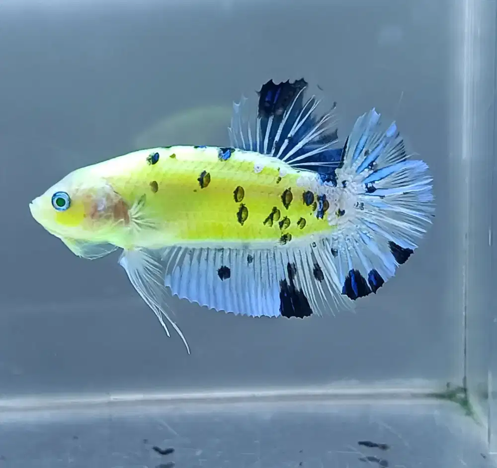 ikan cupang giant glofish marsupilami