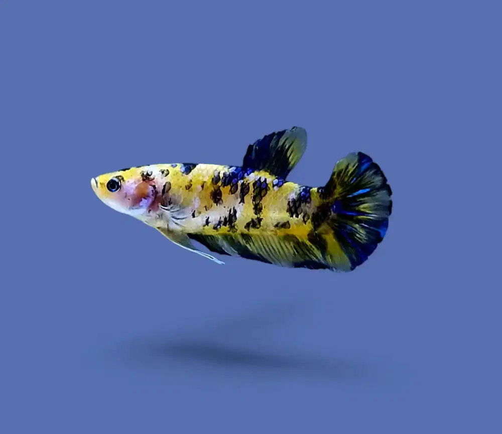 ikan cupang betina giant yellow koi
