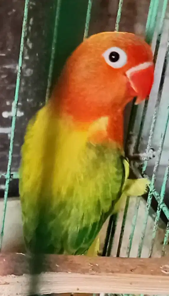 Lovebird biola euwing