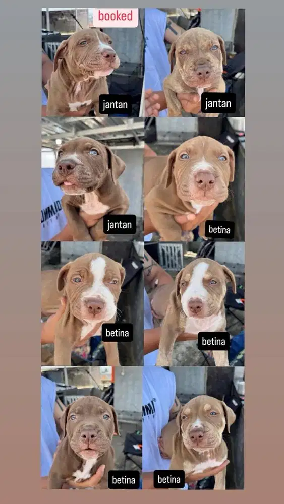 puppy pitbull 6 minggu