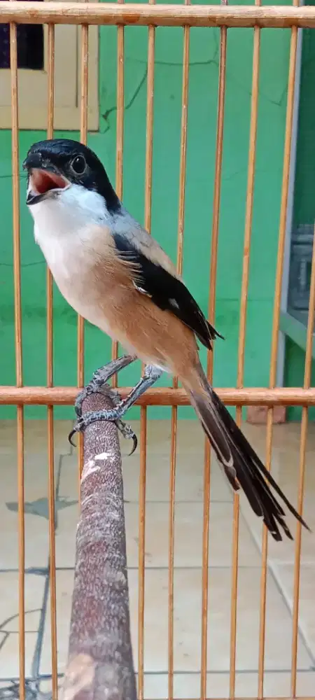 Pentet jatim sembur tebel gacor isian bnyak volume keras