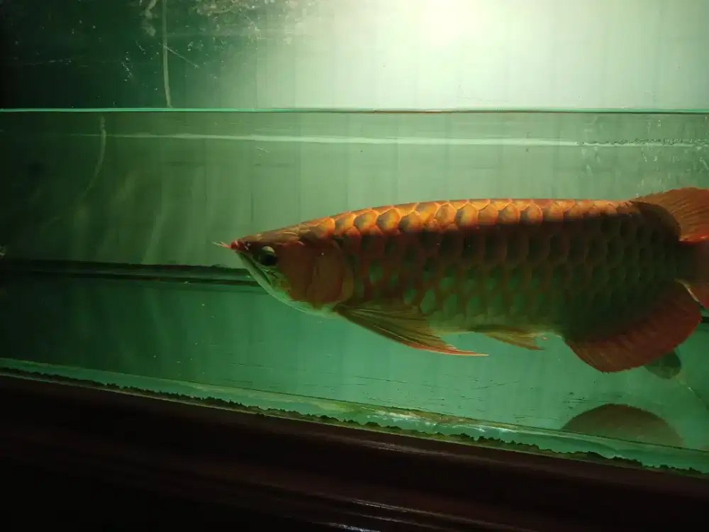 ikan arwana super red