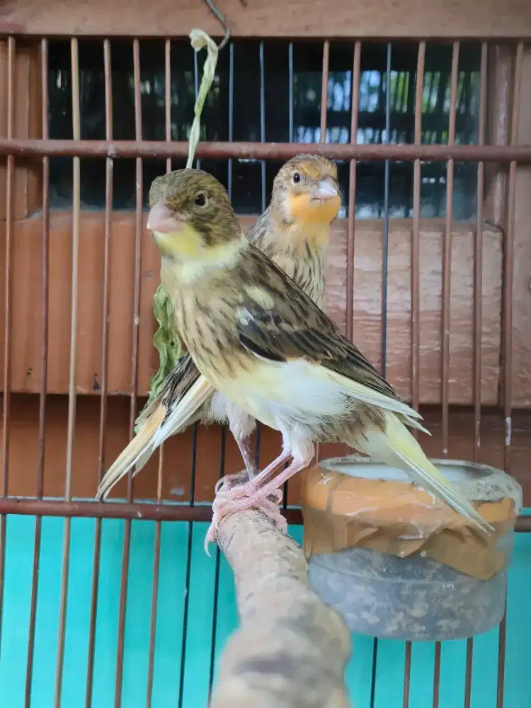 Kenari Paud Jaminan Jantan