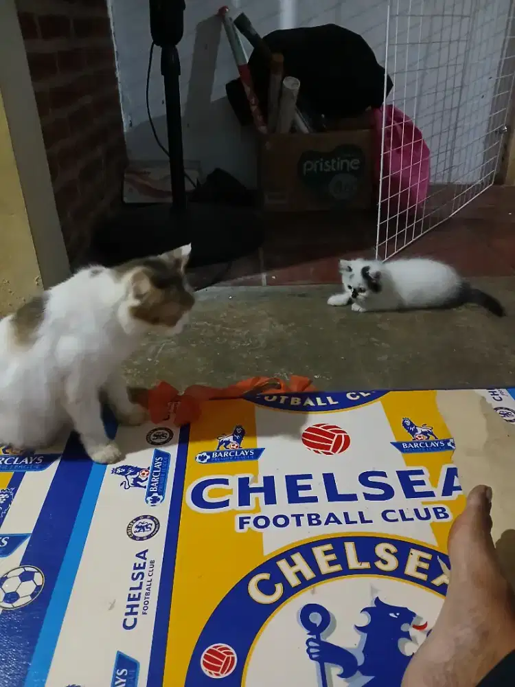 ANAK KUCING JANTAN