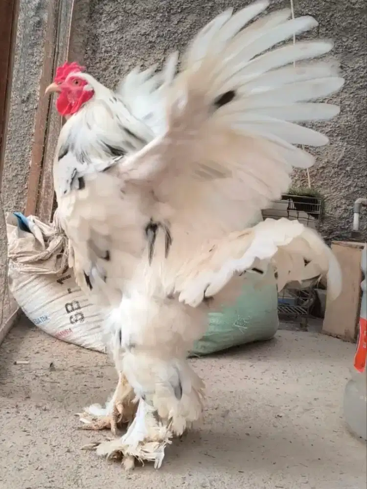 Ayam Brahma Jantan
