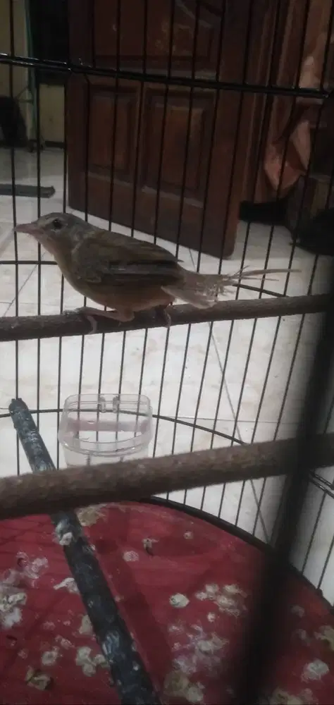 Burung P.gunung Paud Fulset