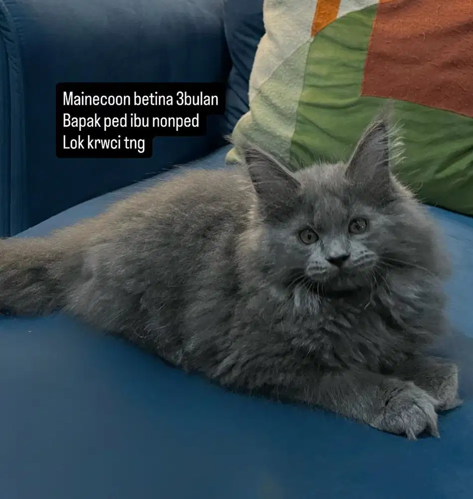 Mainecoon betina 3bulan
