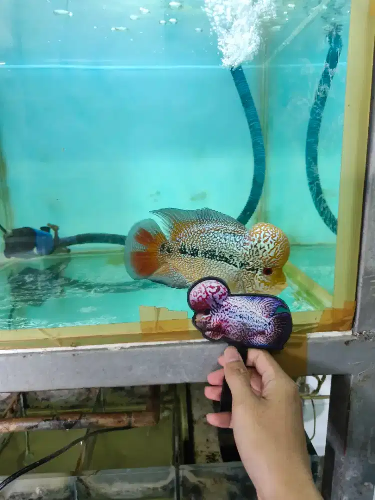 Ikan louhan cencu