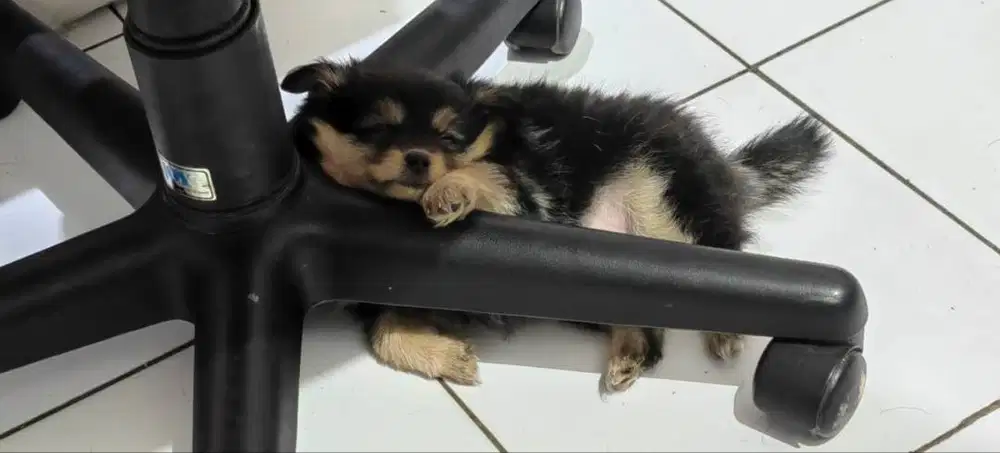 di jual anjing chihuahua mix long hair cewek 2 bulan lucu gemes