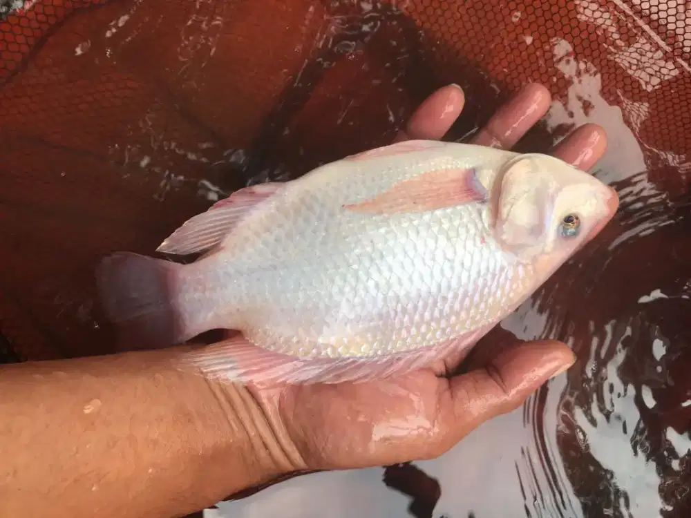 Ikan nila merah
