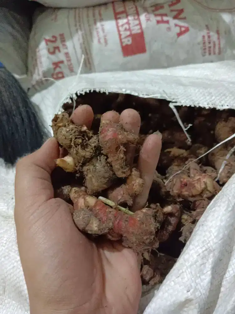 Jahe merah per KG