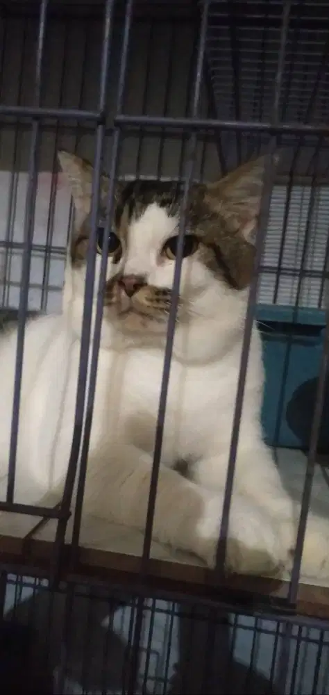 Kucing Pejantan BSH