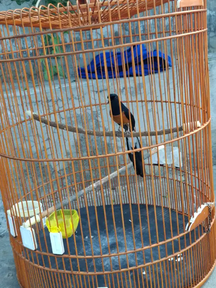 Burung Murai Batu Dewasa