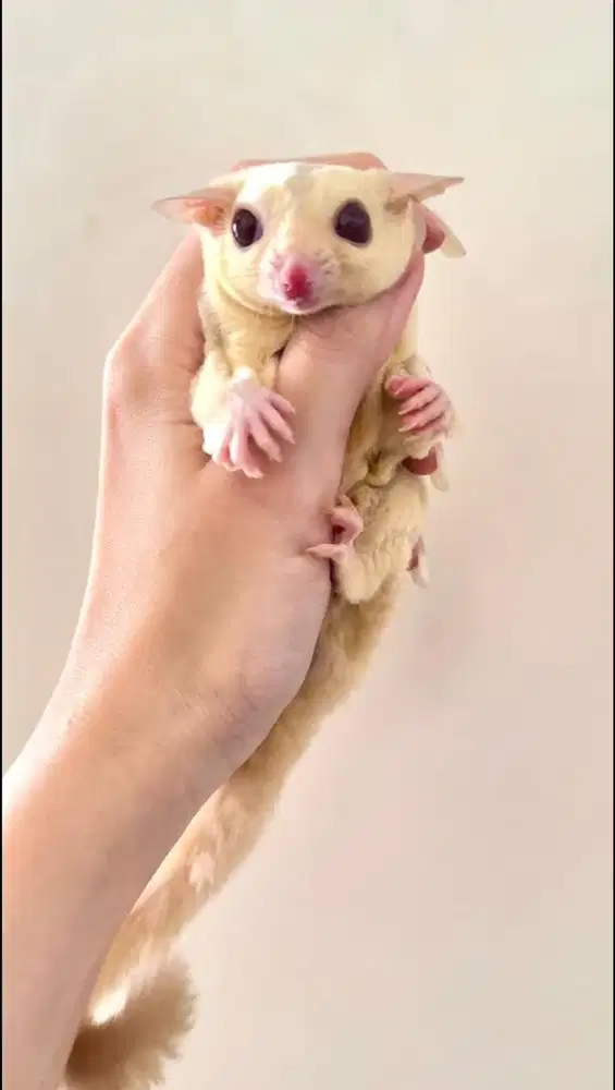 Sugar Glider Creamino Jantan