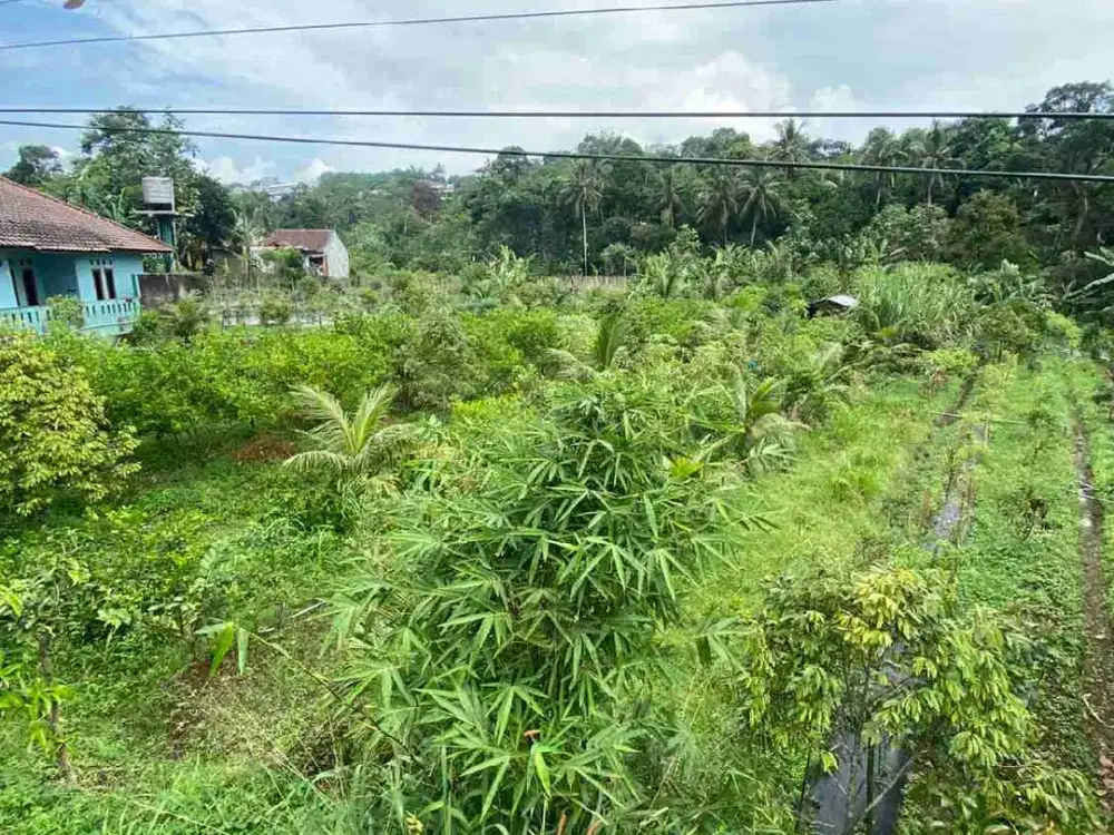 Dijual Lahan Kebun Durian & Alpukat Mentega Berada Tepat di Sebelah Anak Sungai Cisadane