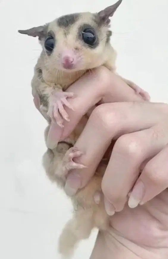 Sugar Glider Mozaic Jantan
