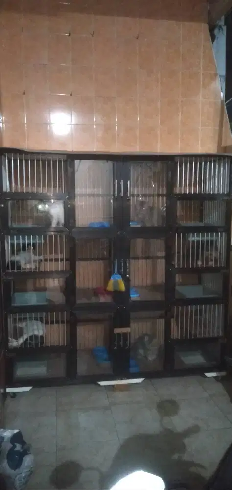 Kucing 5 Plus Kandang