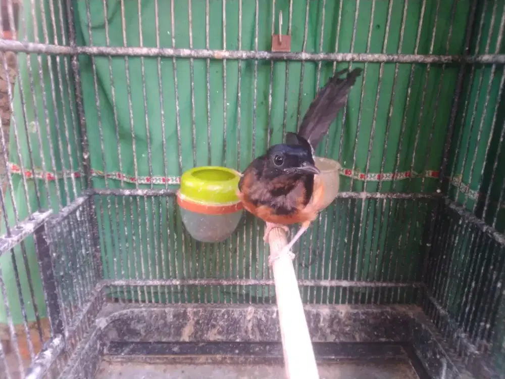 Burung murai trotol