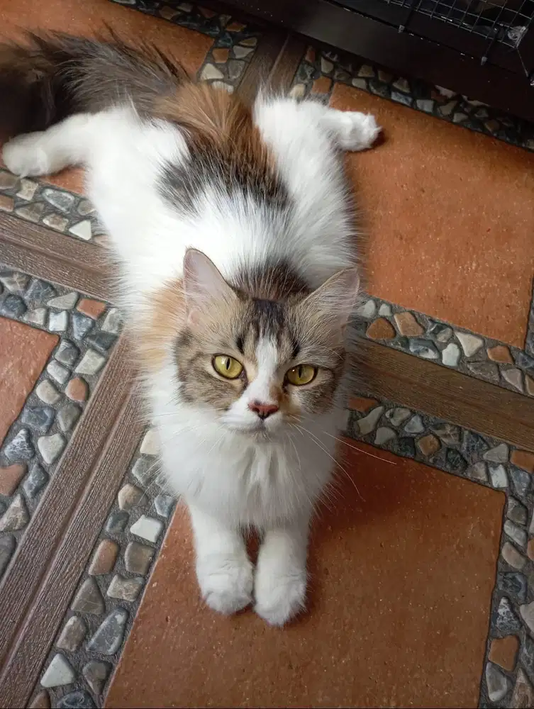 Persia MEDIUM BETINA  Longhair SUDAH VAKSIN