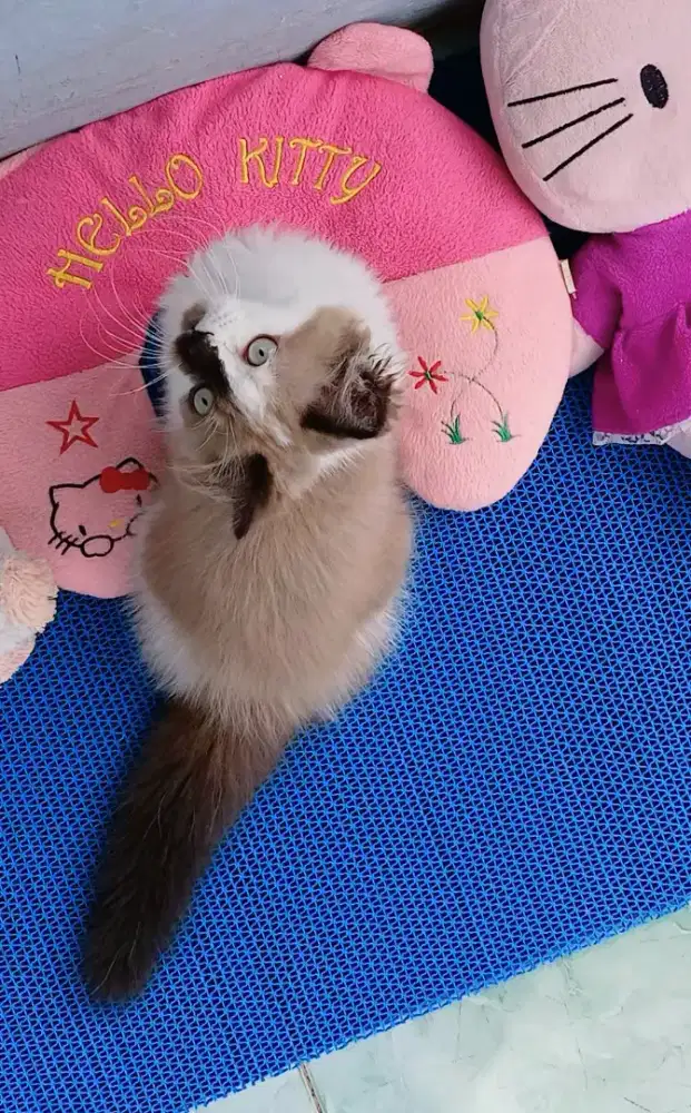 Seal mink bicolor ragdoll
