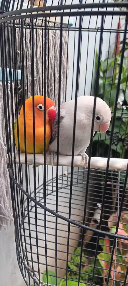 Lovebird biola ewing sepasang