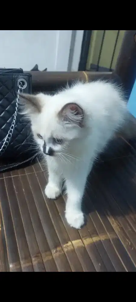 Kucing Ragdoll harga terjangkau
