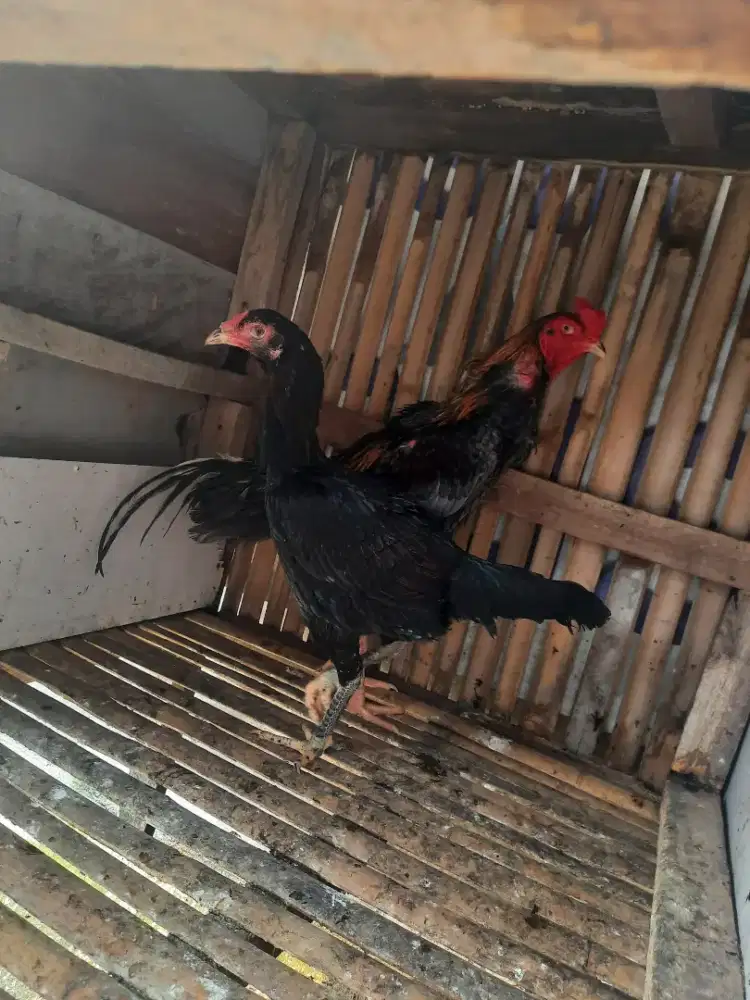 Ayam Pakhoy sepasang usia 8 bulanan..