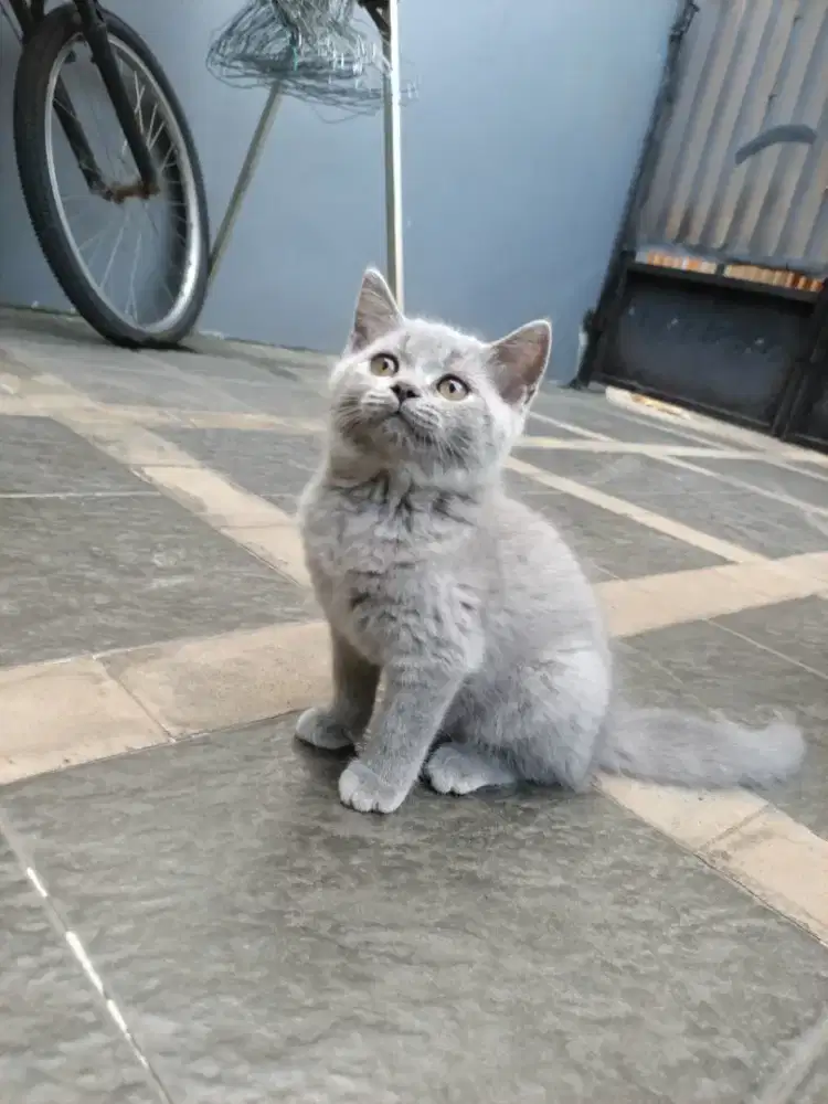 kitten BSH  betina non ped parents PED