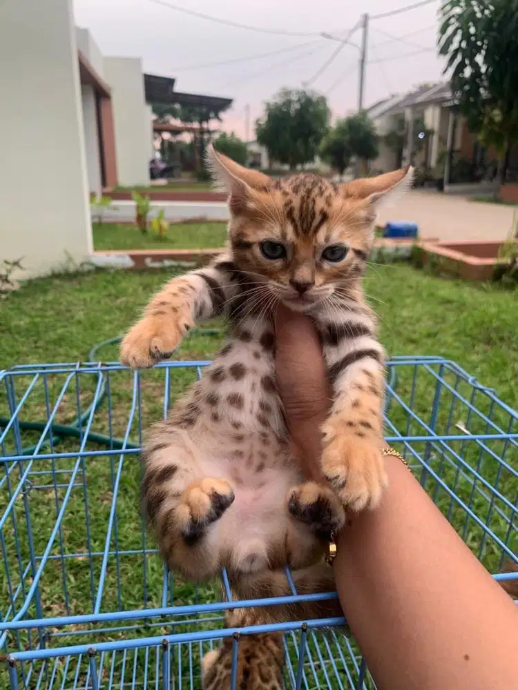 Kucinh kitten shorthair