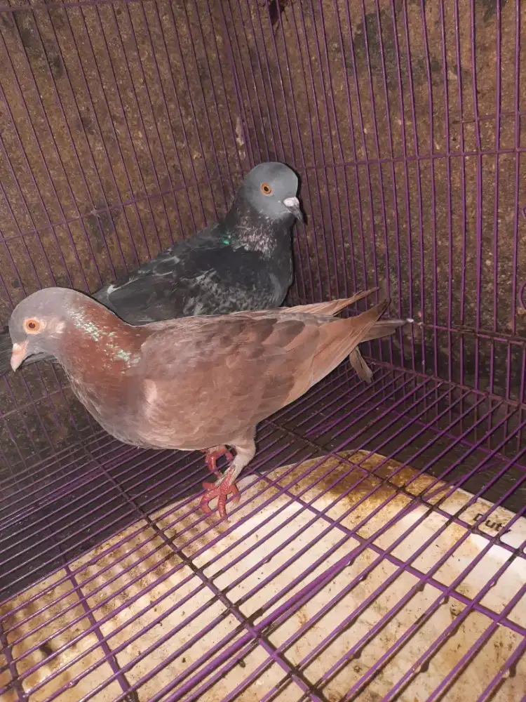 Burung dara sepasang siap jadi player tinggal lanjutin..