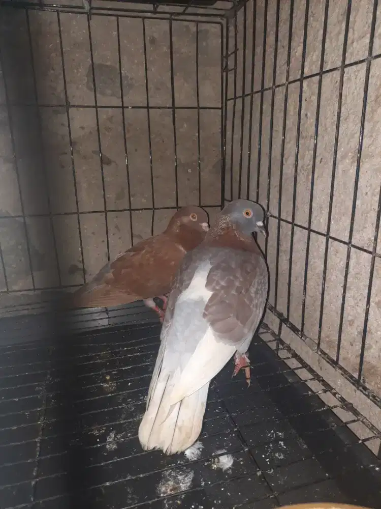 Burung dara sepasang siap jadi player tinggal lanjutin..